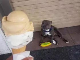 买了个冰淇淋，本想分狗子一点，结果这货一张口...阔怕！