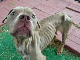 被虐待的骷髅狗狗，被救后，终于长出了“幸福肥”！