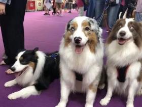 领养了一只阿富汗猎犬后,家里的澳牧竟然变柯基了!