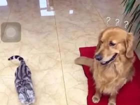 金毛看到主人给它买的垫子,超开心,家里的猫咪突然过来