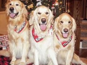 带三只金毛去看兽医,它们躲在后座,主人问它们“饿不饿”