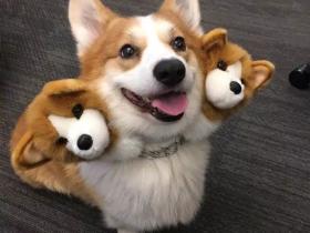 这难道就是传说中的地狱三头恶犬?