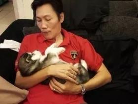 狗狗小时候不要总抱它,不然它会以为自己是长在你身上的!