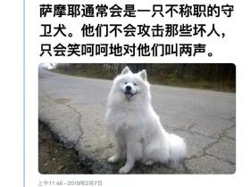 萨摩耶被网友“评选”为了最糟糕的看门狗,至于为啥...