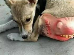 爱犬总是意外怀孕,主人采用奇葩方法应对