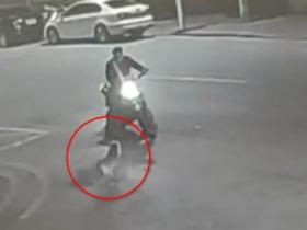醉酒后男子与流浪狗对骂半小时,狗砸回应:我是为他好