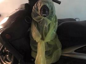 出门遛狗结果下雨了,于是铲屎官脑洞大开
