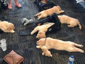 航班延误，一群旅客竟然躺在地上睡觉，这也太过分...萌了吧！
