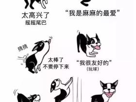 你了解狗狗们的肢体语言吗?