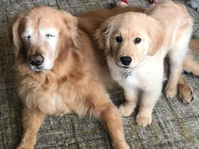 美国一只金毛小奶狗化身导盲犬，照顾一只失明老年狗狗