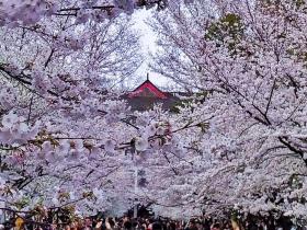 这里才是南京最美的樱花林，比鸡鸣寺更美更清净