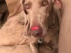 主人不在家,狗狗就自残,为了安抚焦虑症爱犬,主人做了个“分身”