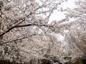 路上全是樱花！南京这条赏樱线路，才是国内赏花极品