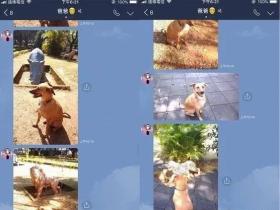 说好带狗去老爸家,但没去成,第二天一早老爸跑来狂拍门