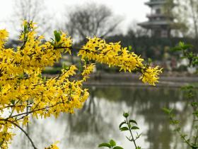 在宝鸡,赏花一定要到植物园,这里姹紫嫣红是花的世界