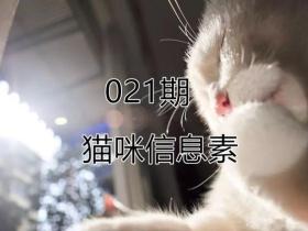 费洛蒙可以用来安抚我家猫咪吗?它又有什么用途呢?