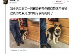 在医院看到了一只害怕打针的侏儒德牧,这小模样超可爱