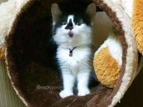 日本一猫主子带大两只流浪猫后,三小只的爱情狗血剧爆红INS