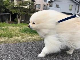 大风的天气,最好不要带比熊出门!