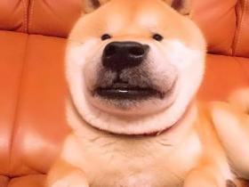 用美颜特效拍狗...柴柴:丑逼又嫉妒本汪的美貌了!