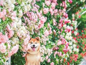 花海里的一只柴犬...这画面美到让人窒息