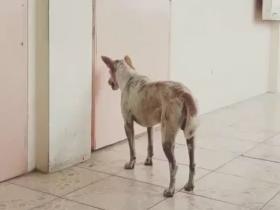 菲律宾一位教授因病去世后，有只流浪狗就一直守在教室门口