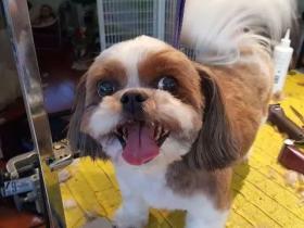 西施犬偶遇美容师,满脸惊恐:你怎么在这?