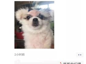 这只狗得了皮肤病后,笑疯了全国网友