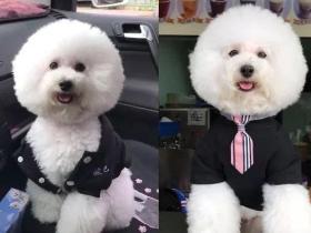 狗砸当店长,看见小姐姐就狂献殷勤,看到大叔就不搭理