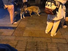 地震你带啥出来了? 俩只大傻狗!