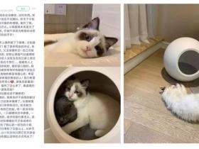 智能冷暖猫窝“闷死猫”事件引发热议,小佩宣布召回智能冷暖猫窝产品