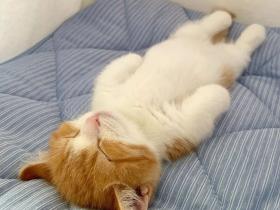 日本一小奶猫成精,睡姿萌化网友