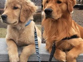 这只金毛治疗犬的“温柔乡”,看一眼就醉了