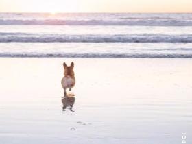 坐拥40w粉的“狗界卡戴珊”,居然是只柯基?