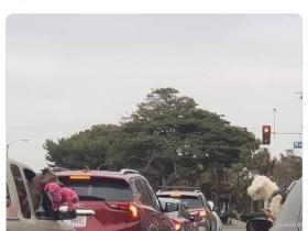 狗狗在高速路上炫富:我有玩具,而你一无所有