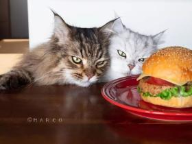 被一只猫撩到是一种怎样的体验?日本网红喵星人,在线撩人