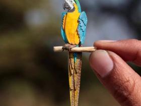 印度的剪纸艺术家，花费一年时间做出来的精致纸鸟