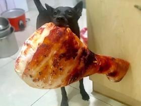 让流浪狗吃上五星级酒店的饭菜:主厨的做法,引网友疯狂点赞!