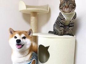养了舔狗柴和高冷猫,传说中的“没头脑”和“不高兴”