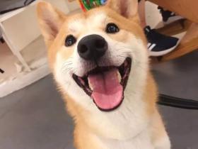 你什么时候发现,狗狗也在爱着你?