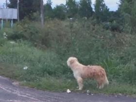 狗狗在公路边苦等主人四年,终于等到的那天,它却不跟主人走了