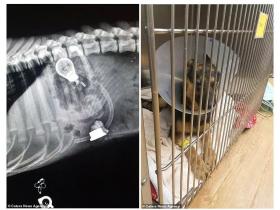在狗狗的胃里,你找到过什么?