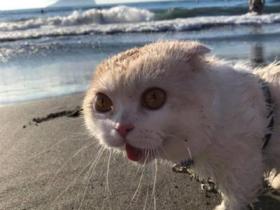 猫咪在家非常猖狂,可看到沙滩后却变怂猫