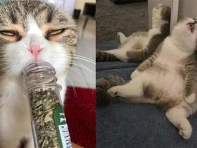 猫有猫薄荷可以吸,那狗呢?狗子:主人的气味