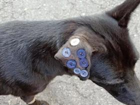 给狗狗耳朵缝了7颗纽扣，引众怒，兽医却说：这是在治病