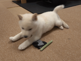 出生70天的柴犬宝宝,凭睡姿萌翻200w网友:“又想骗我养狗!”