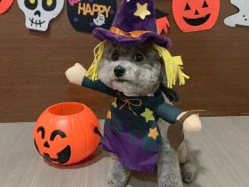 贵宾万圣节变装大赏,你们怎么都变成了这幅“鬼”样子?!