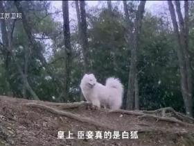 民警救了一只“萨摩耶”?不,其实人家是小白狐