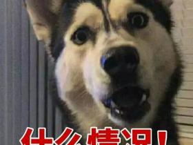 用智商换颜值的,除了二哈,还有这么多狗!