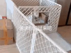 狗狗第一次当妈妈,看到宝宝哭时,反应笑死个人……